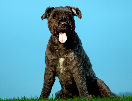 ¿Conoces el perro Boyero de Flandes? Todo sobre la raza
