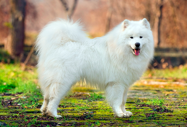 Samoyedo posando en el bosque con pelaje blanco