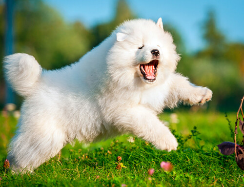 Raza de perro Samoyedo – Guía completa