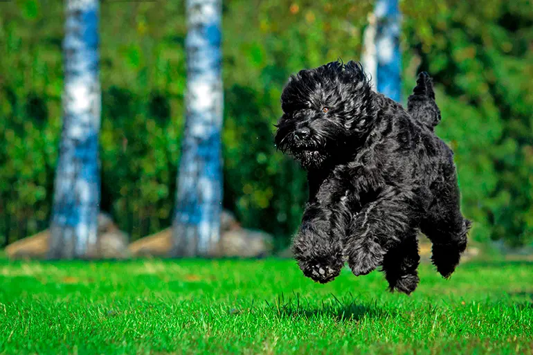 terrier-negro-ruso-corriendo