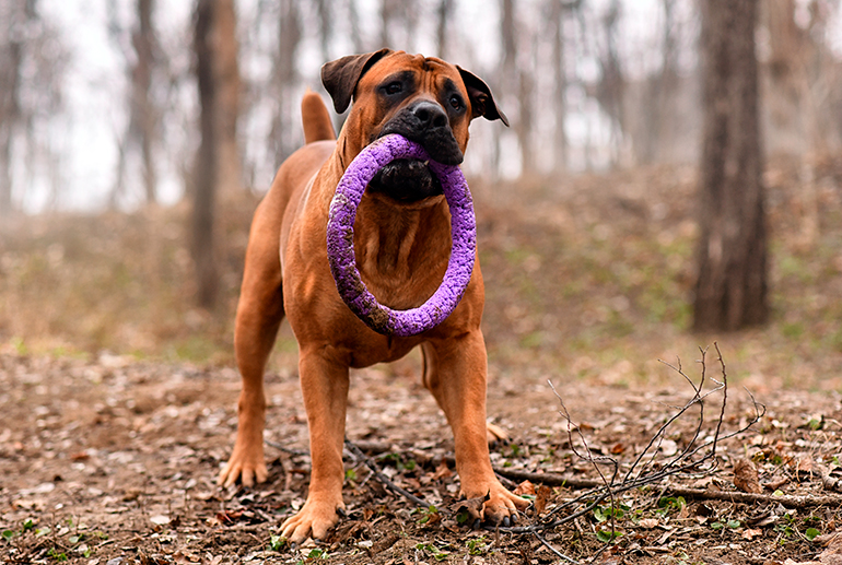 Boerboel en actividad