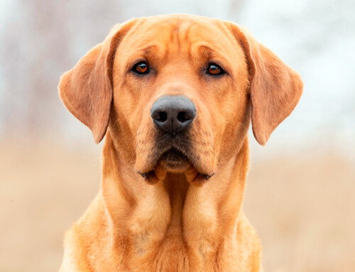 Broholmer, un perro cariñoso y protector