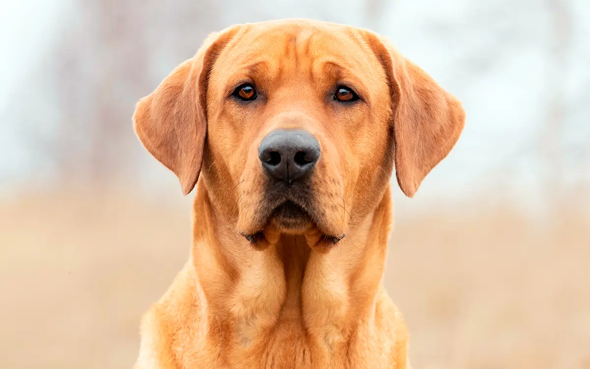 Broholmer mirando fijamente