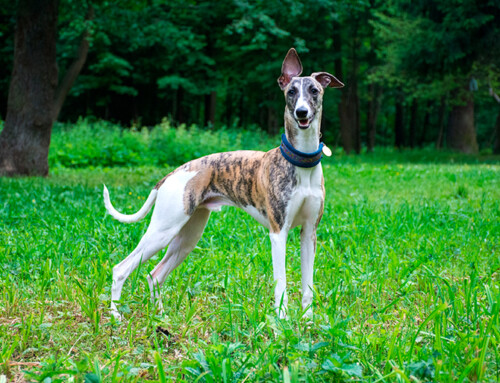 ¿Cómo es un Galgo Inglés? Características, temperamento y cuidados
