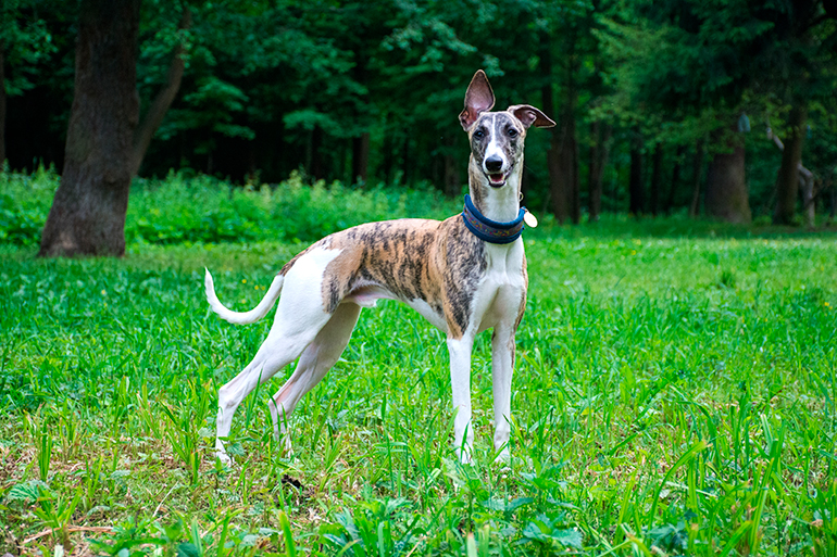 Galgo Inglés atigrado en el bosque