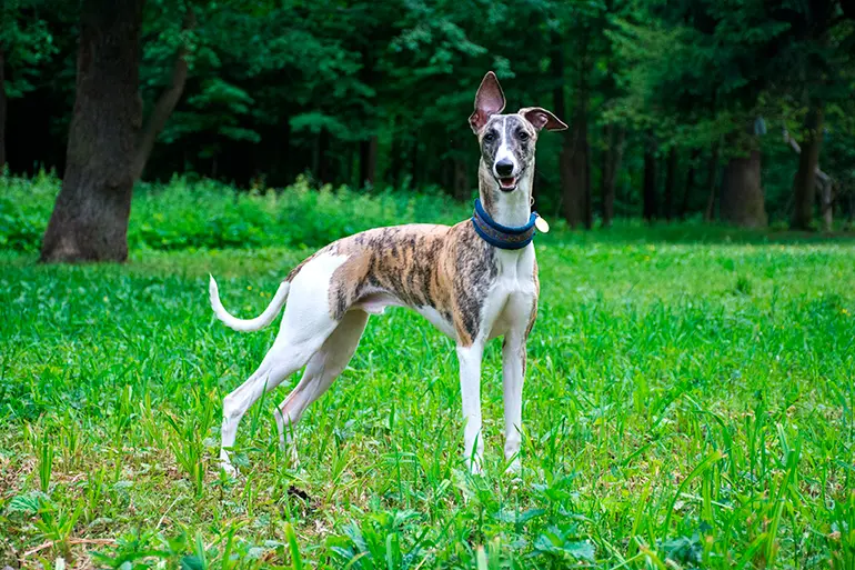 Galgo Inglés atigrado en el bosque