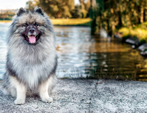 Keeshond, grandes compañeros caninos con melena de león