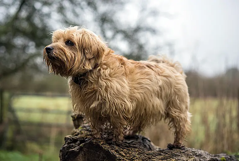Norfolk-Terrier-sobre-un-tronco