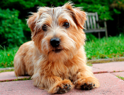 Norfolk Terrier, un gran perro de tamaño pequeño
