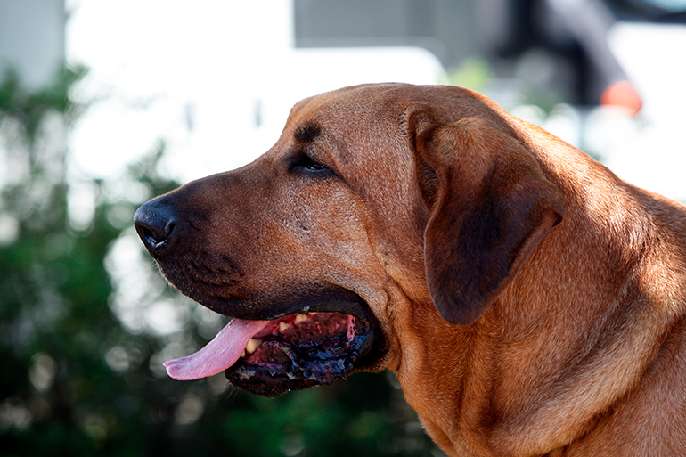 Cabeza de perro de raza Broholmer