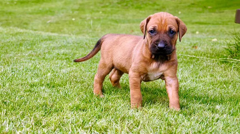 cachorro-de-tosa-inu