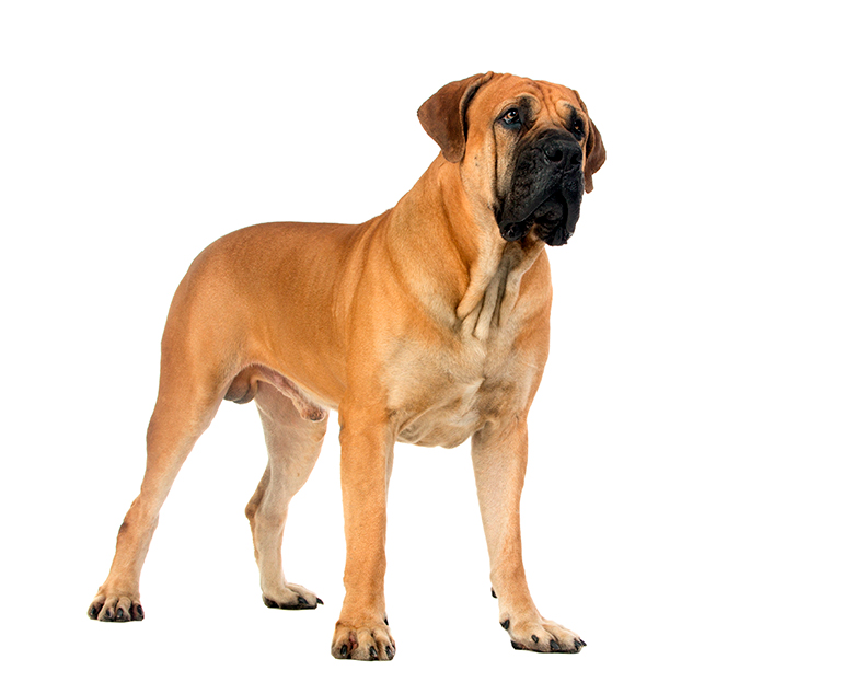 Boerboel características físicas