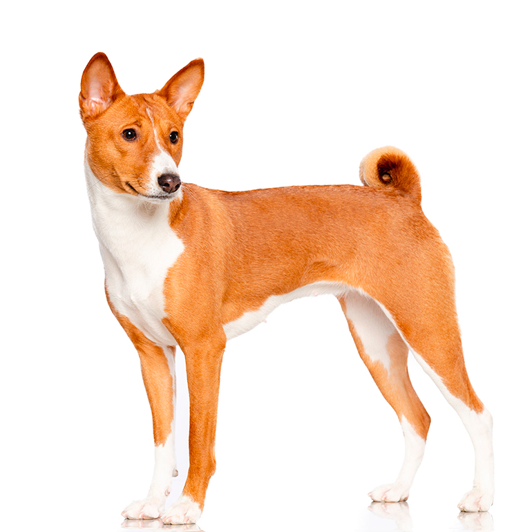 Basenji características físicas
