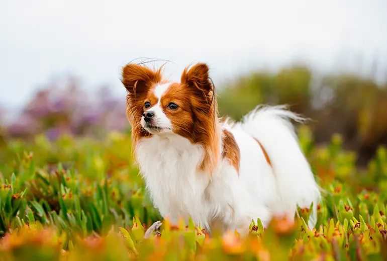 papillon en el jardín