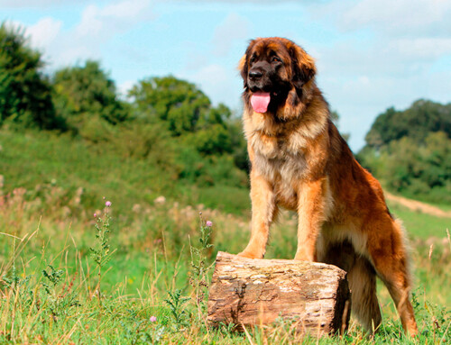 Raza Leonberger, carácter, tamaño y cuidados