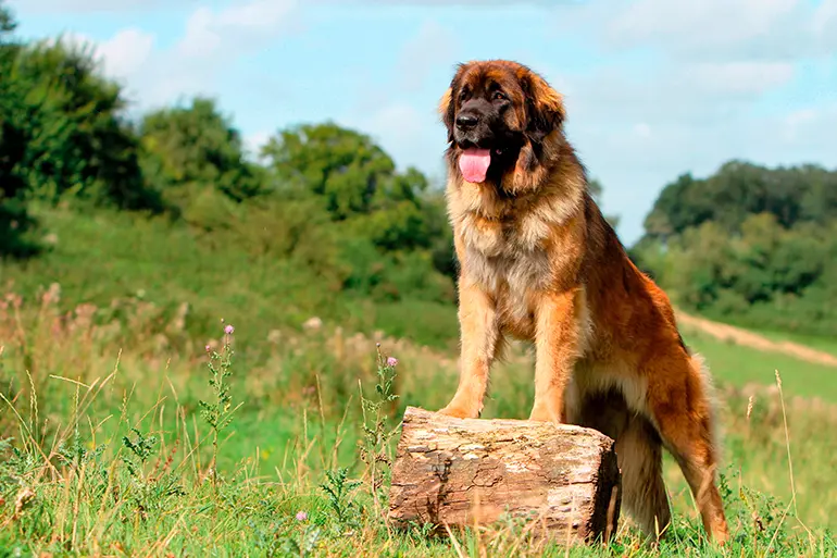 perro Leonberger sobre un tronco