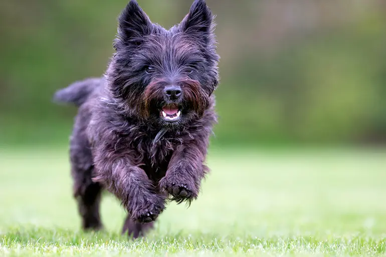perro cairn terrier corriendo