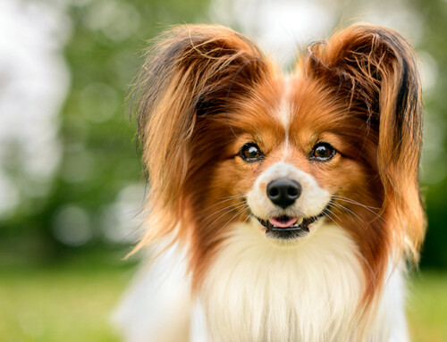 ¿Cómo es un perro de raza Papillon? Características y cuidados