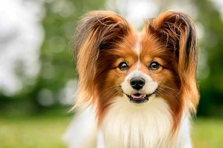 perro de raza papillon