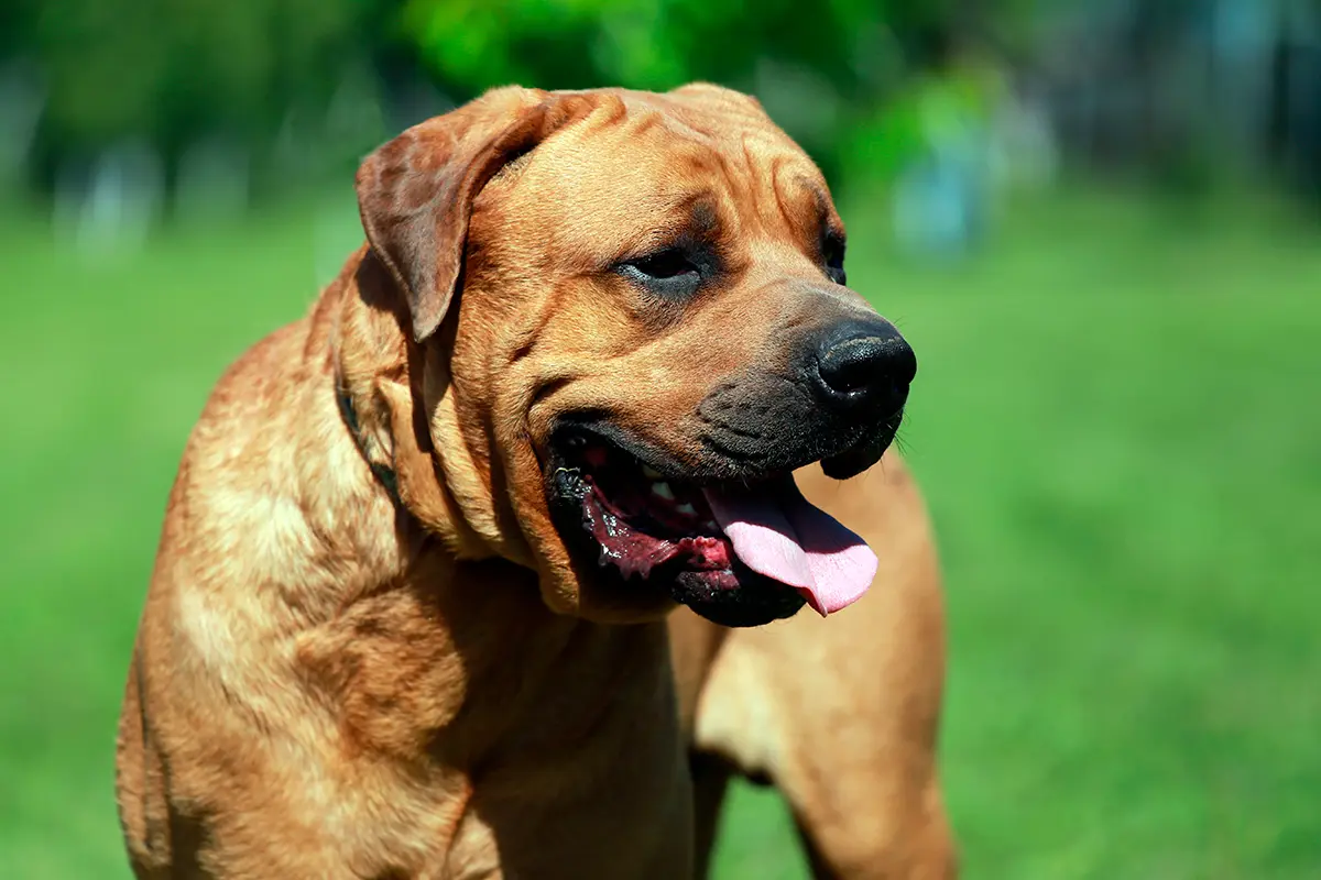 perro de raza tosa inu