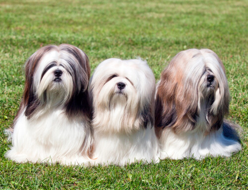 Lhasa Apso, pequeño pero muy valiente