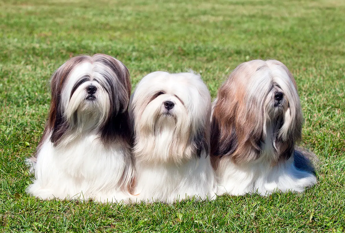 tres perros Lhasa apso posando sobre el cesped