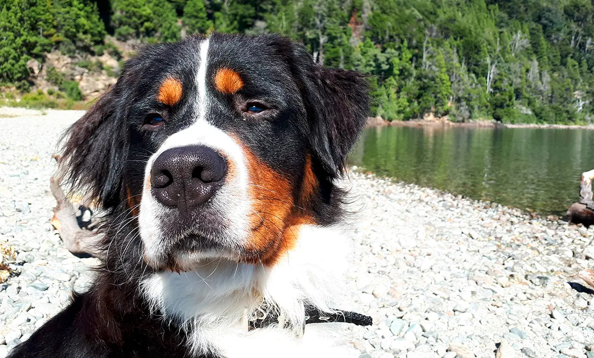 Boyero de Berna junto al lago