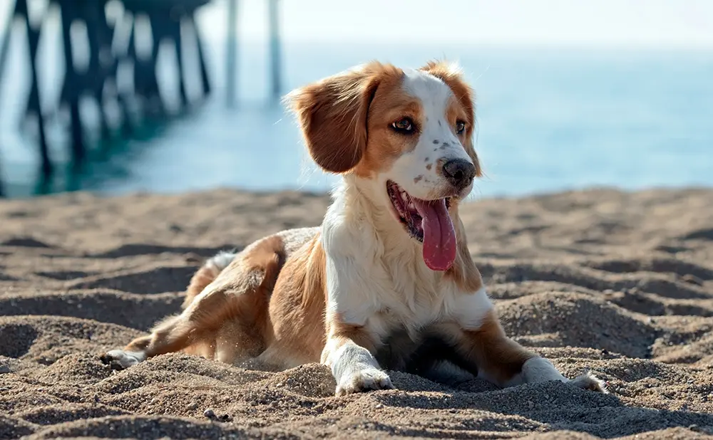 Bretón tumbado en la playa