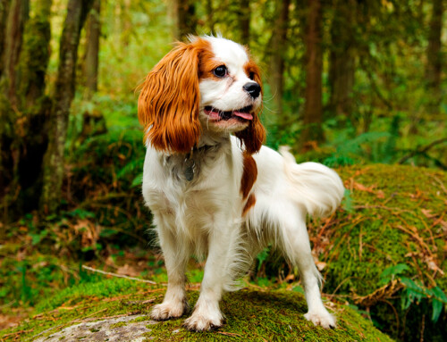 Perro Cavalier King Charles Spaniel: características y fotos