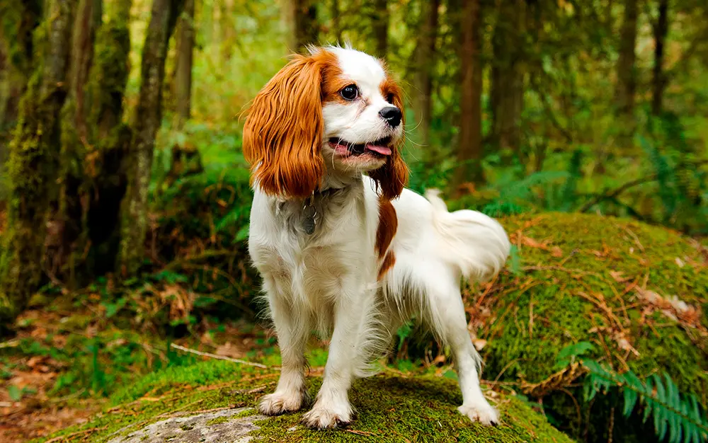 Cavalier King Charles Spaniel en el bosque