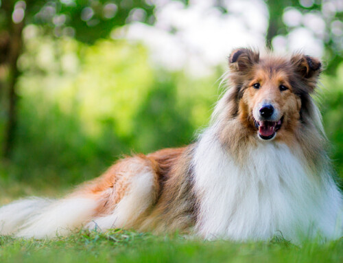 Curiosidades del Collie de pelo largo