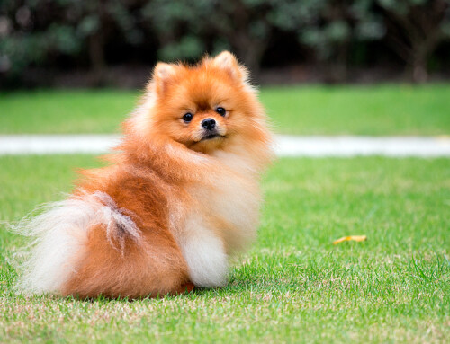 ¿Cómo es un perro Pomerania? Guía y fotos