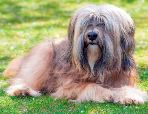 El Terrier Tibetano – Temperamento, cuidados y fotos