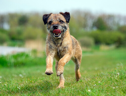 Estándar de la raza Border Terrier