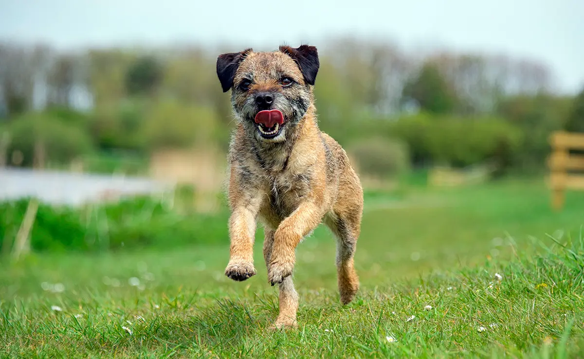 border terrier corriendo
