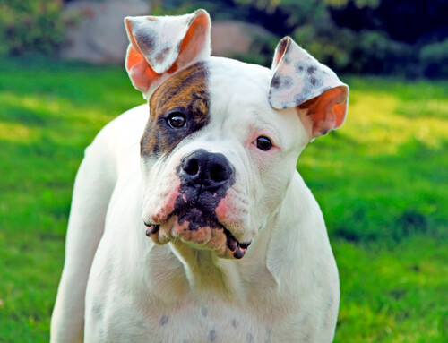 ¿Cómo es un perro Bulldog americano? Guía