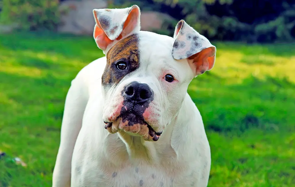 bulldog americando mirando de frente