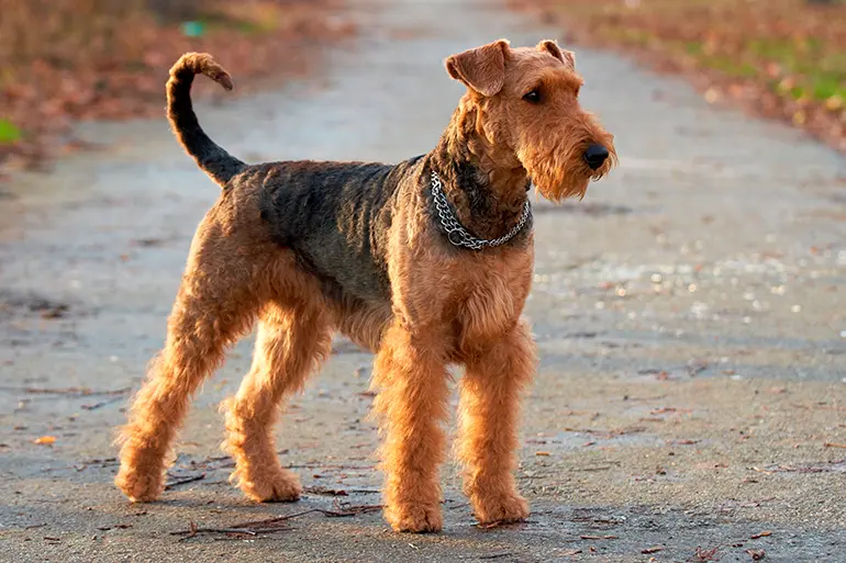 fisico de un Airedale Terrier