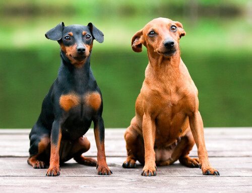 Raza Pinscher Miniatura – Curiosidades y fotos