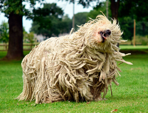 Todo sobre la raza Komondor (pastor Húngaro)