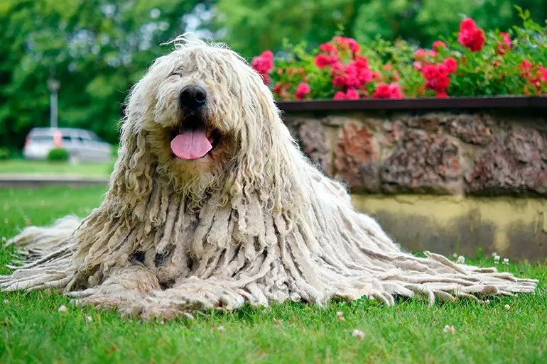 perro-Komondor-tumbado-en-el-jardín