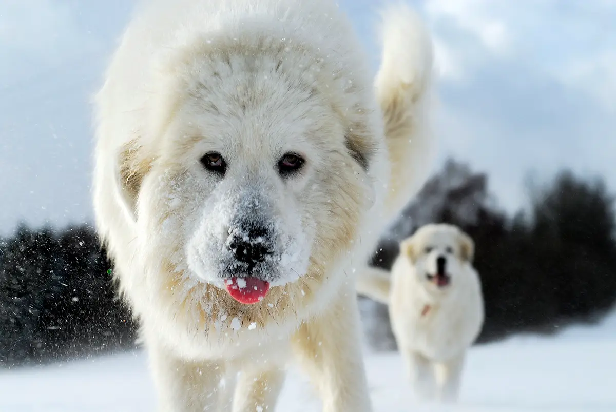 perro Montaña de los Pirineos corriendo en la nieve