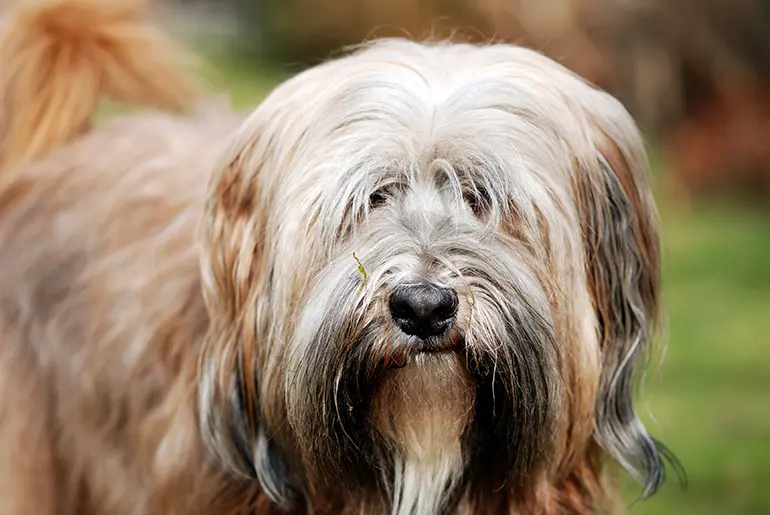perro-Terrier-Tibetano-de-frente