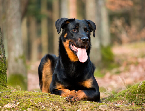 Descubre la raza Beauceron – Fuerte y protector