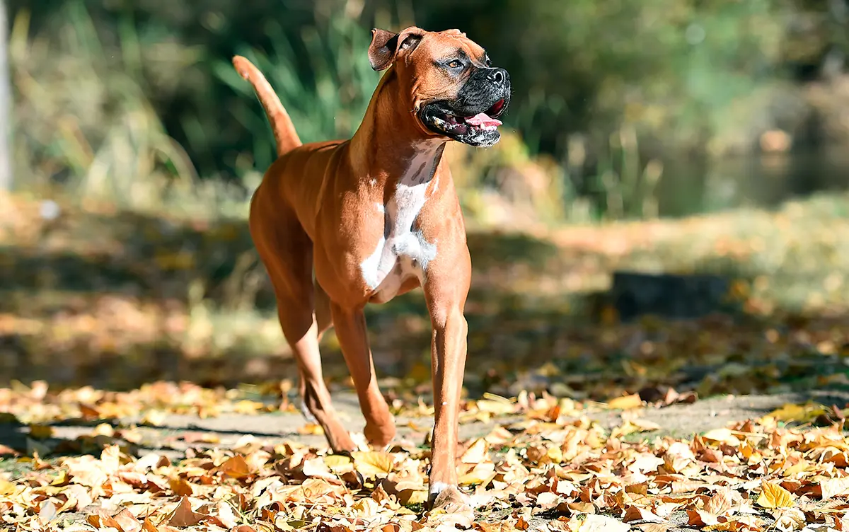 perro bóxer corriendo por el campo