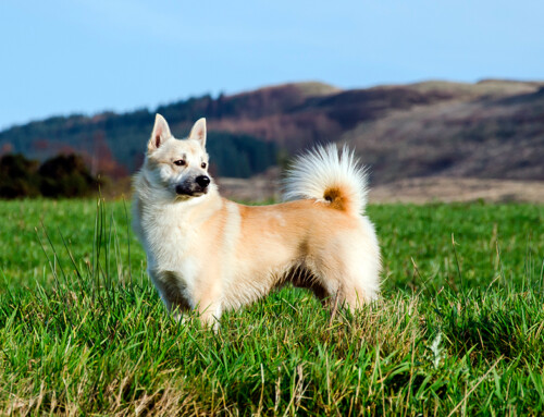 Buhund Noruego, el perro vikingo