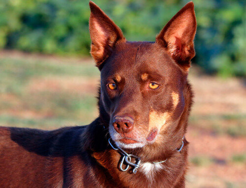 Kelpie australiano – Temperamento, características y fotos
