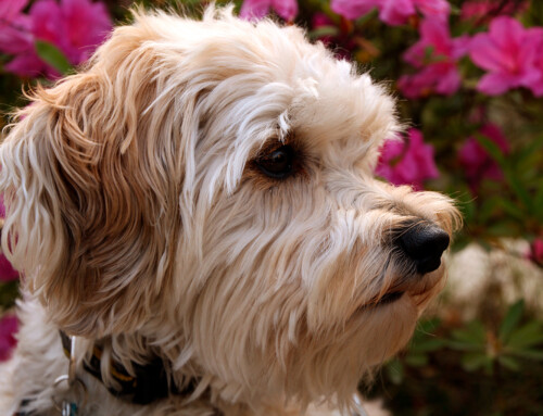 Perro Schnoodle – Todo sobre la raza
