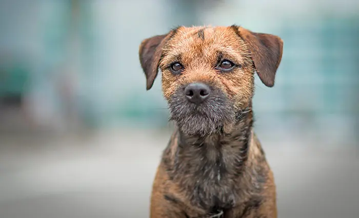 perro-de-raza-border-terrier