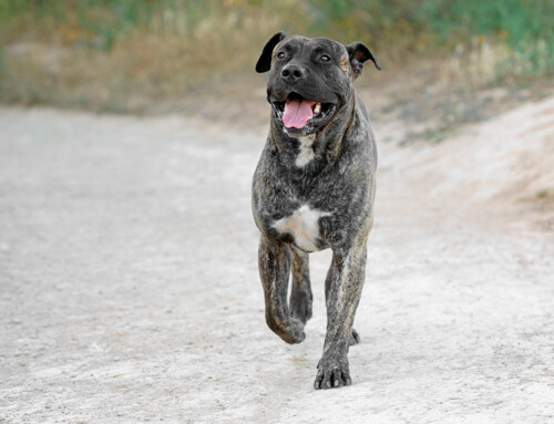 Perro de Presa Canario – Carácter y cuidados